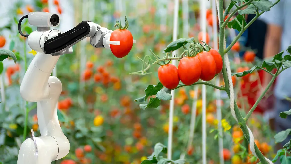 Robot connecté collectant des tomates