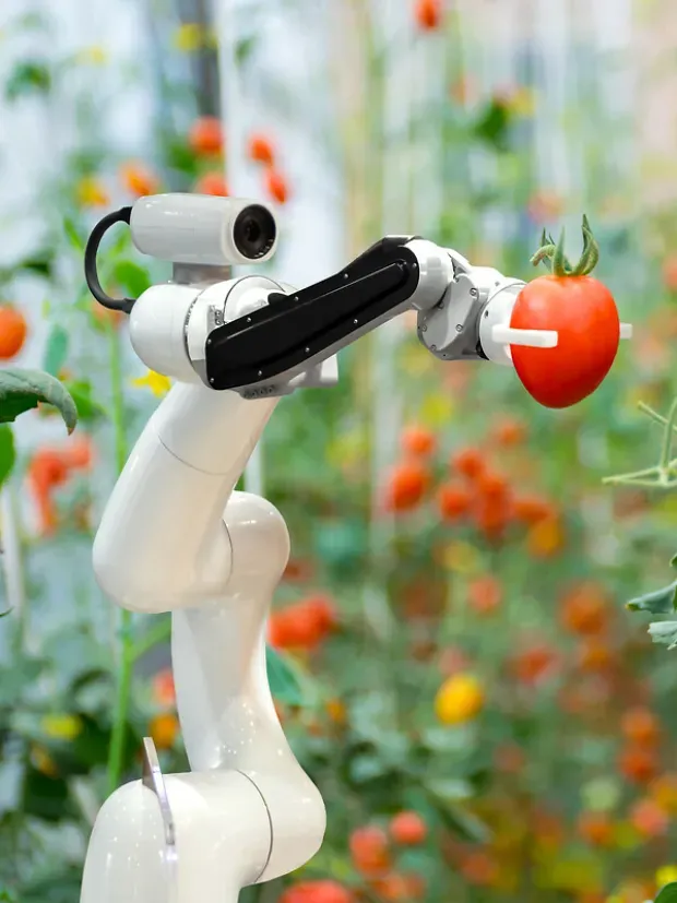Robot connecté collectant des tomates