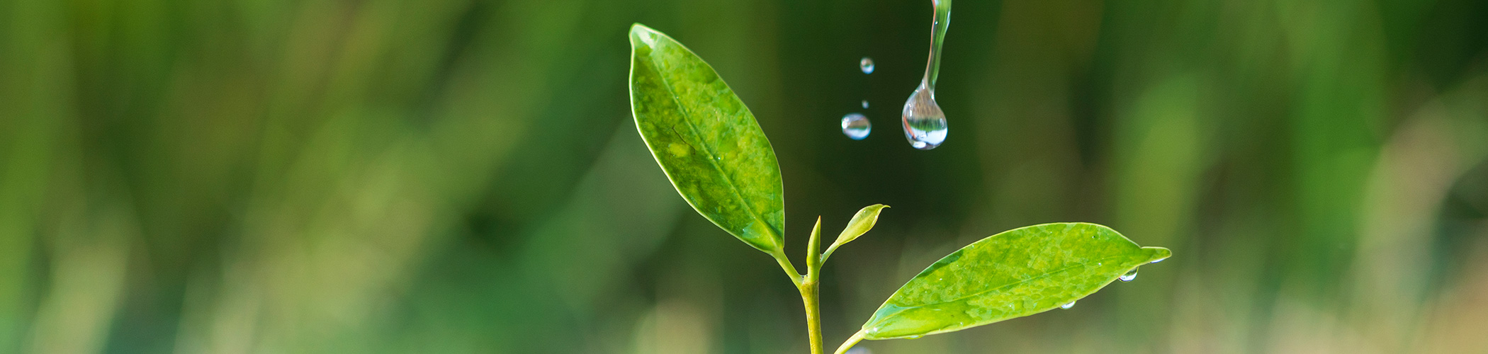feuille goutte d'eau nature