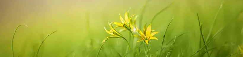 Photo d'une fleur dans une prairie