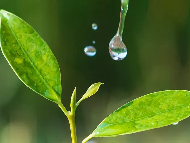 Nature water drop and leaf
